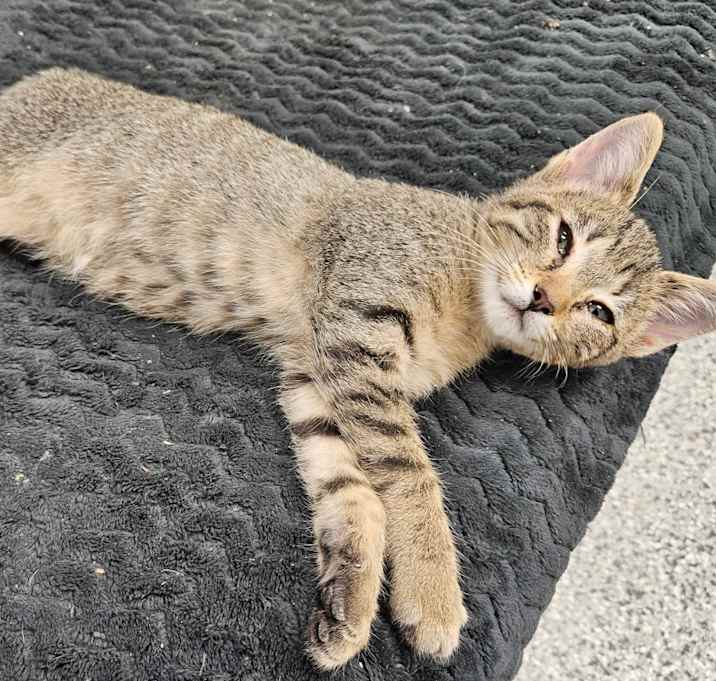 Photo of Serena (pink collar)