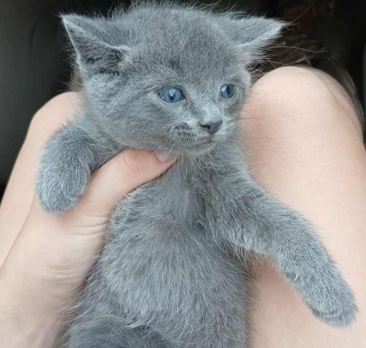 Photo of Smokey