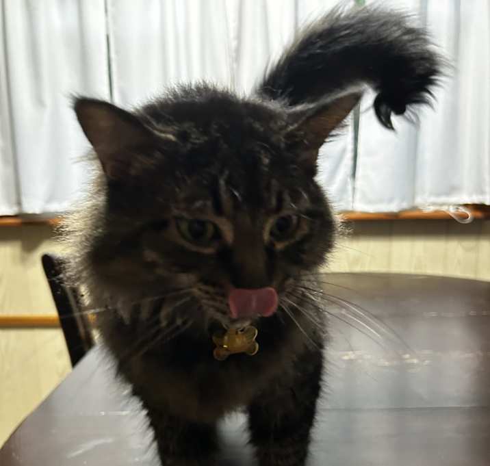 Photo of Luna