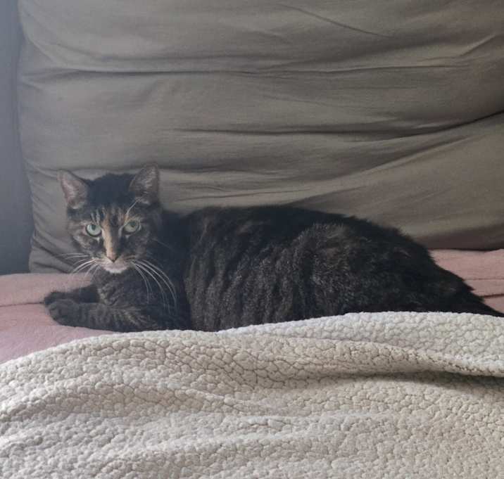 Photo of Kitty Purry