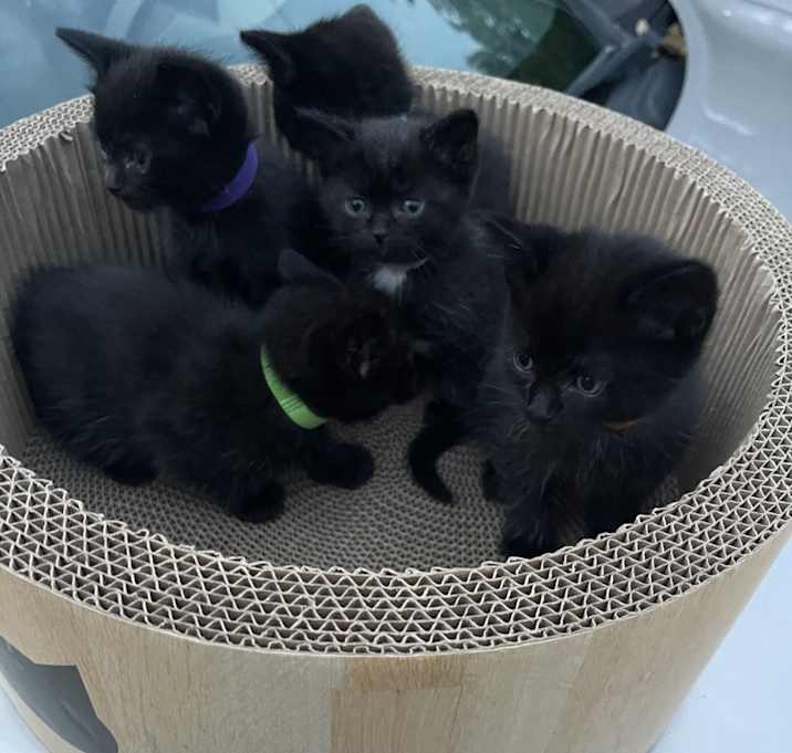 Photo of Kittens