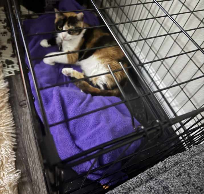 Photo of Miko