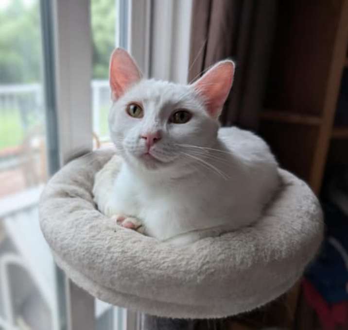 Photo of Tippy