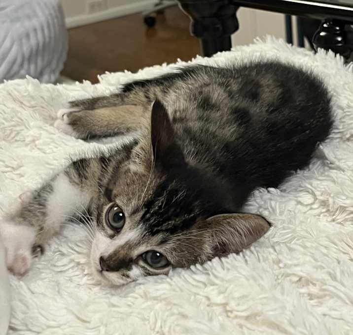 Photo of Milo