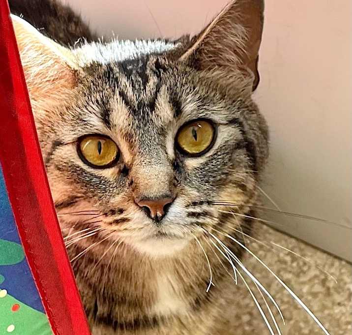 Photo of Bon Bon
