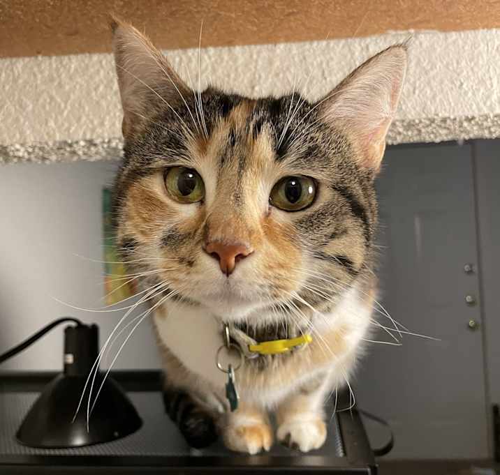 Photo of Cali