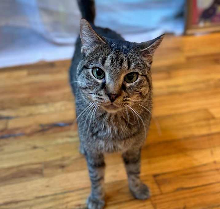 Photo of Meatball