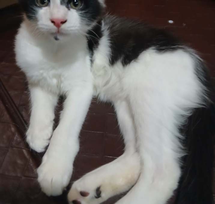 Photo of Lovebug
