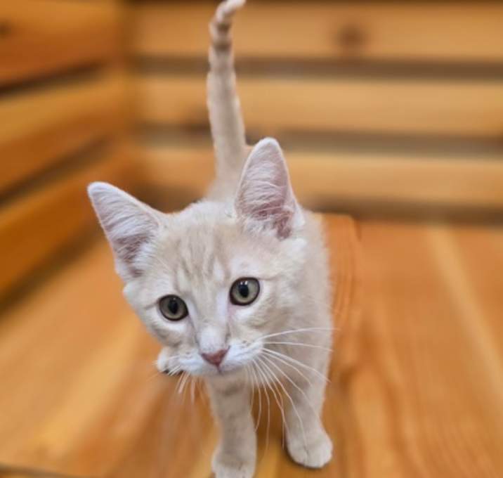 Photo of Mango