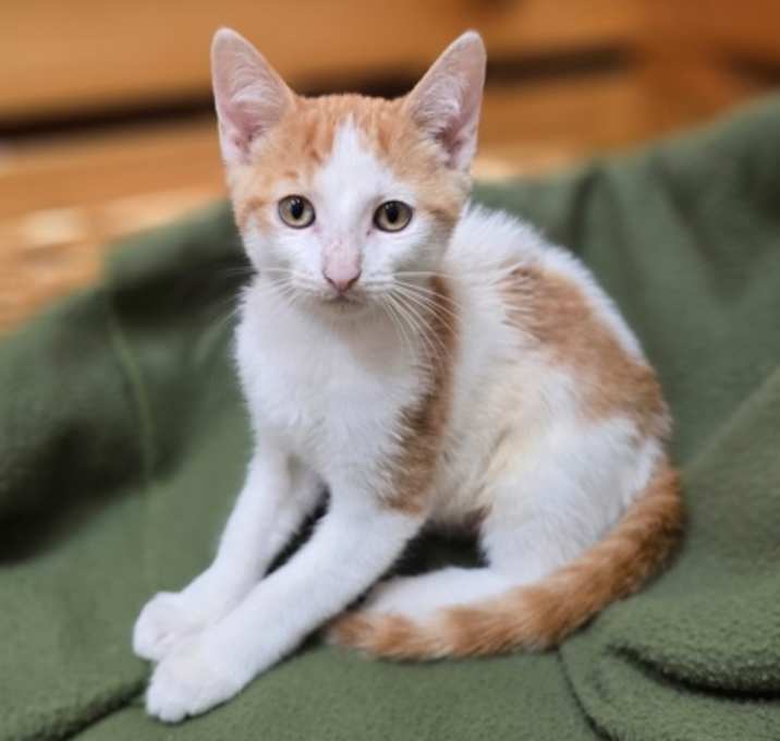 Photo of Darvin