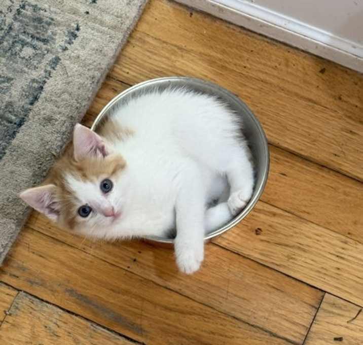 Photo of Clementine