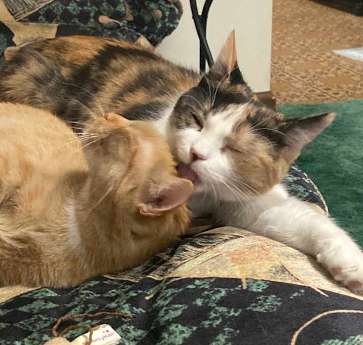 Photo of Dolly and Gracie (kitten & young mom bonded pair)