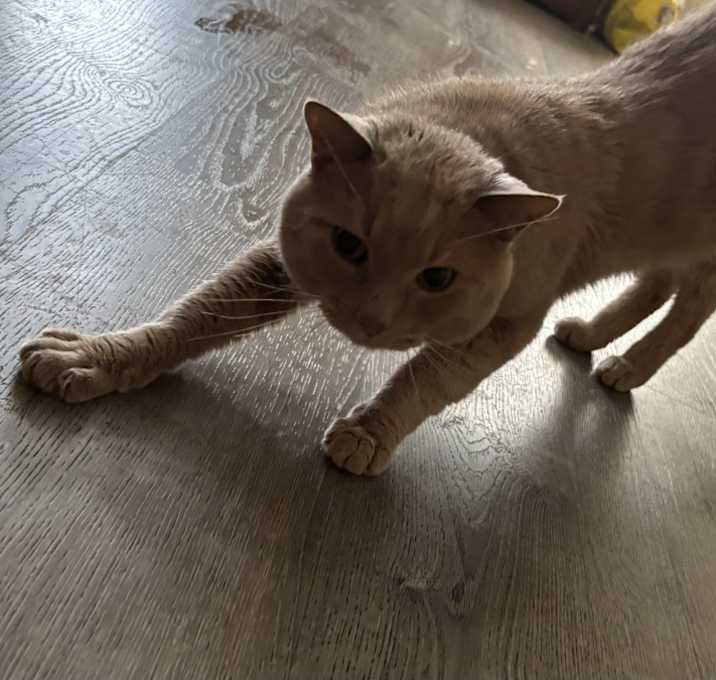 Photo of Nemo