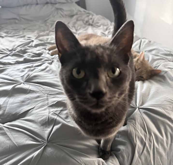 Photo of Luther (chupie)