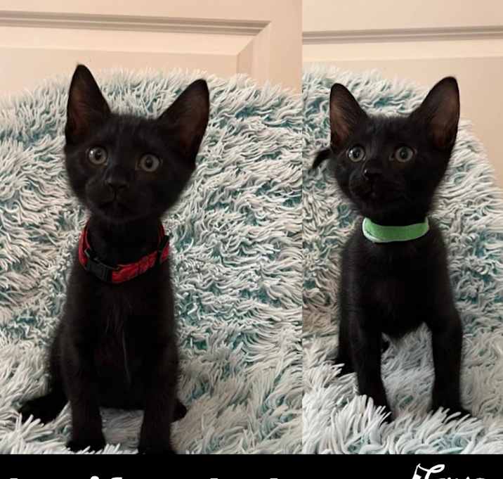 Photo of Bonded Sharif & Shakur