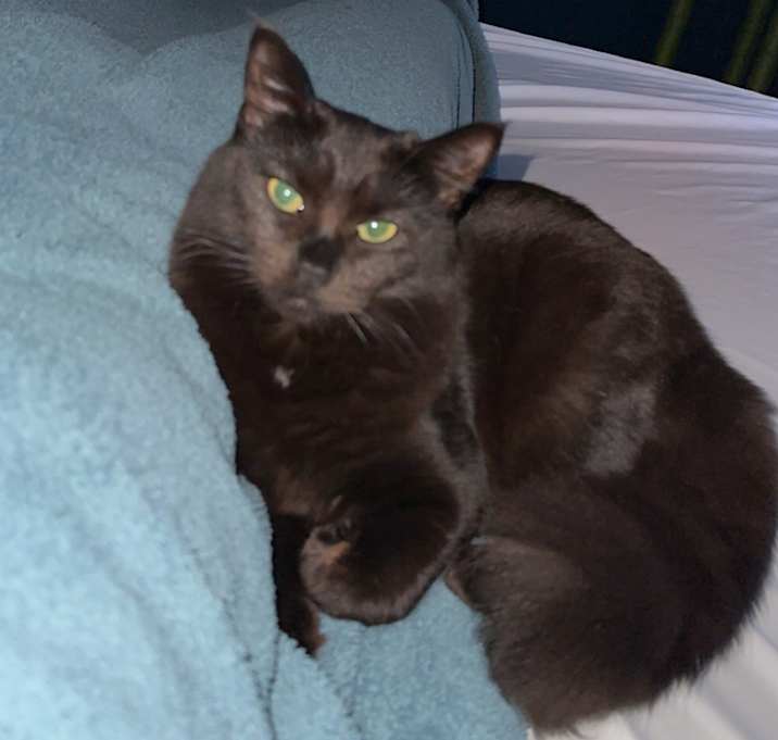 Photo of Juno