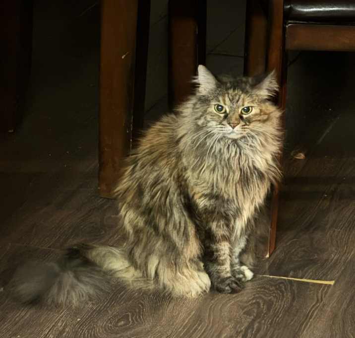 Photo of Sofia