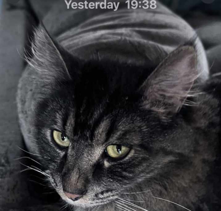 Photo of Raisin