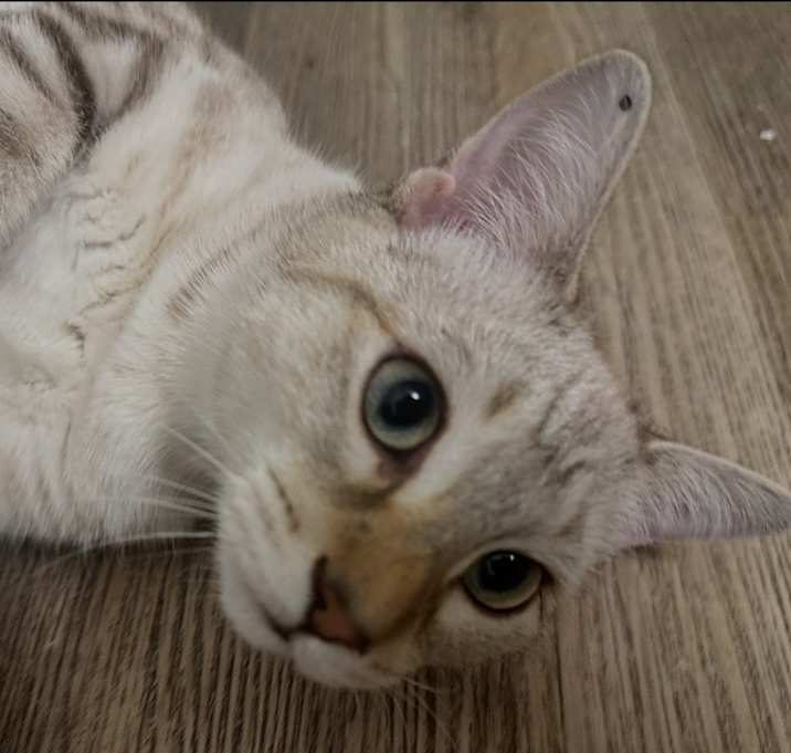 Photo of Serafina