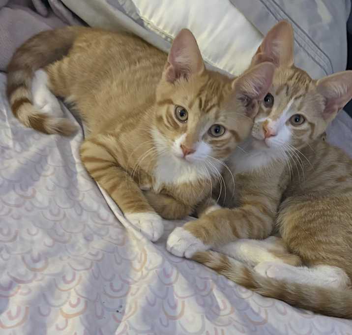 Photo of Cheeto & Fanta
