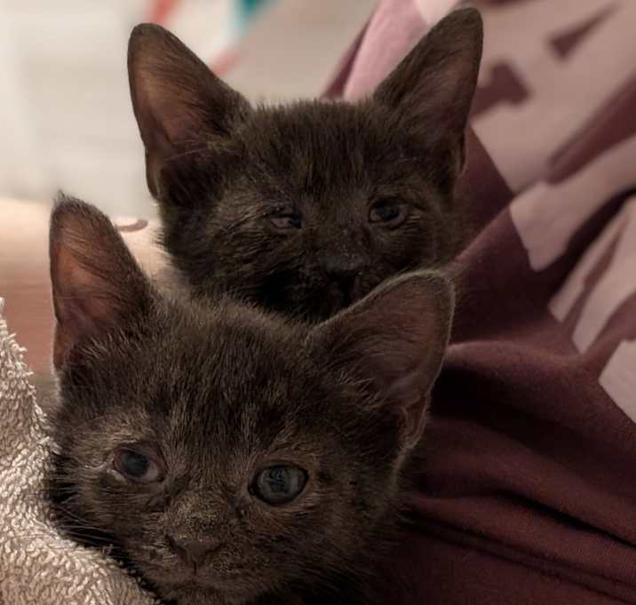 Photo of Stormy & Smoky