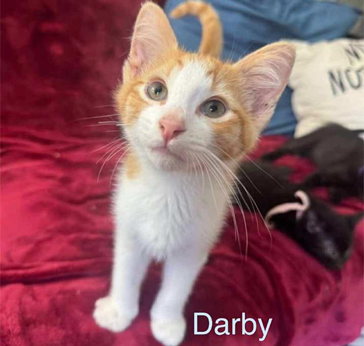 Photo of Darby
