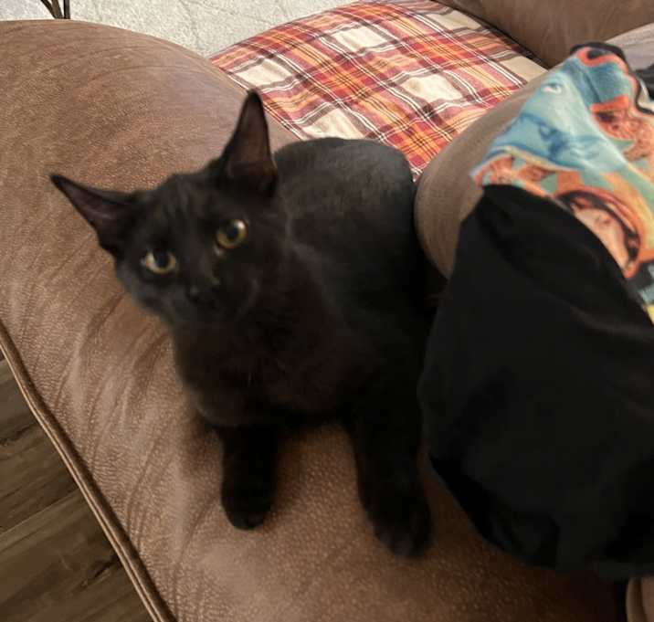 Photo of Panther