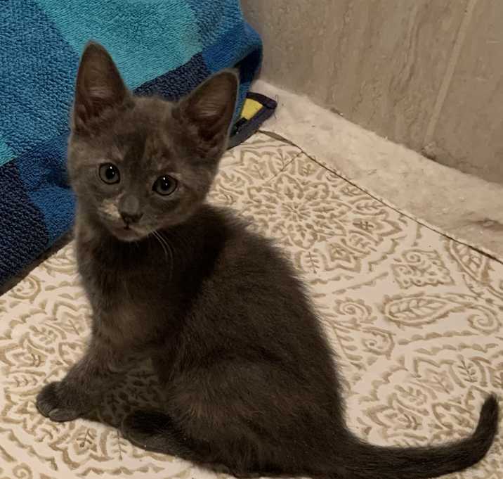 Photo of Muffins