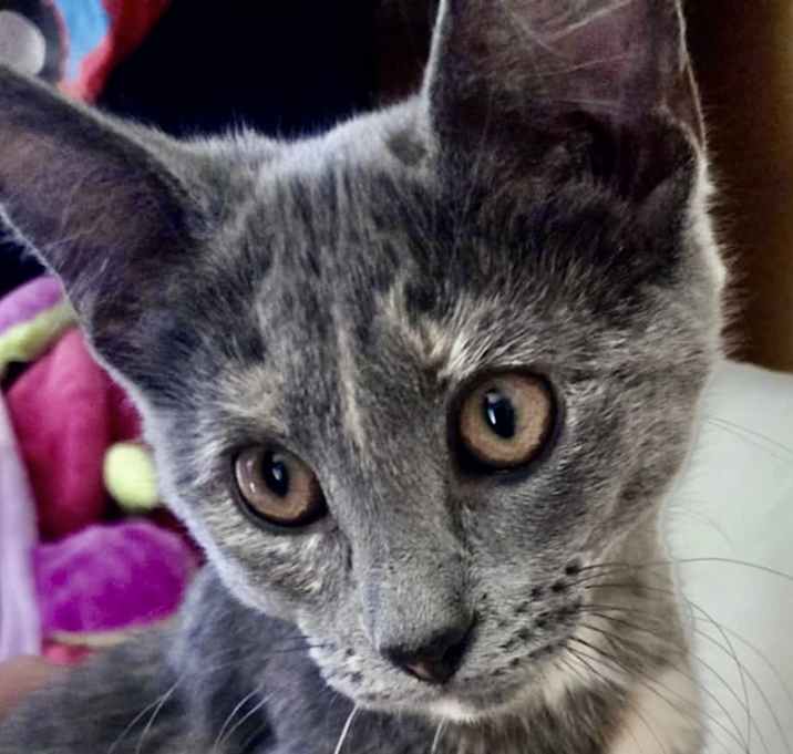 Photo of Juniper