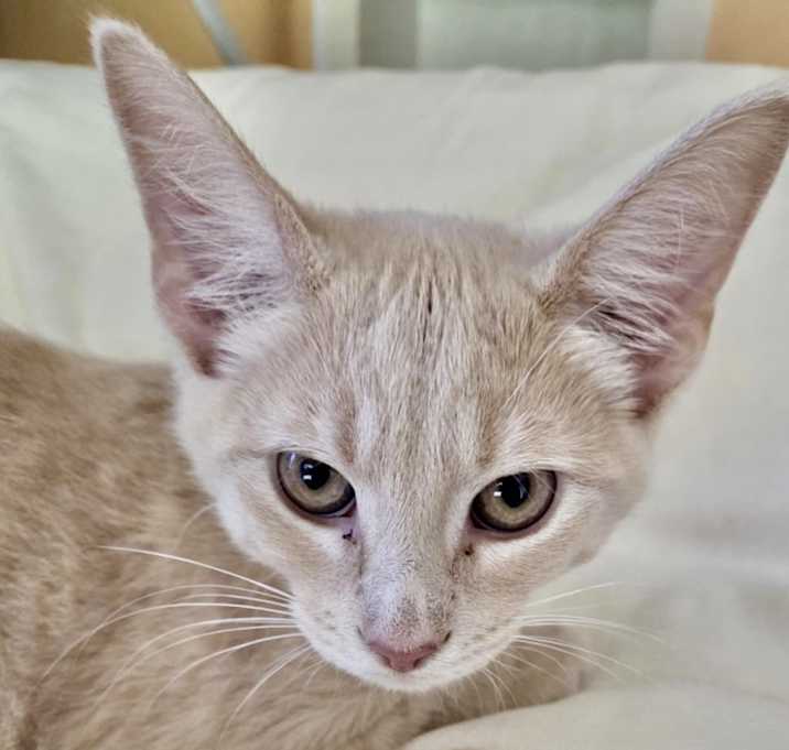 Photo of Maple - kitten