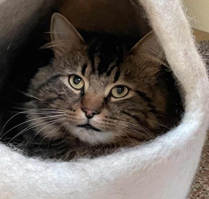 Photo of Chester (spirit cat)