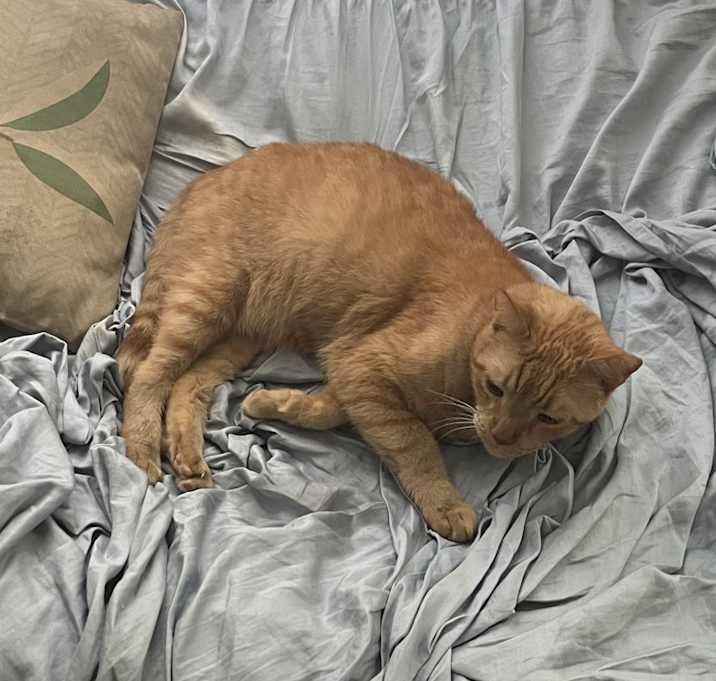 Photo of Sunkist