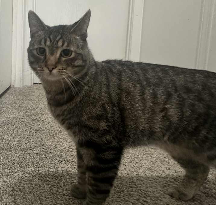 Photo of Remy