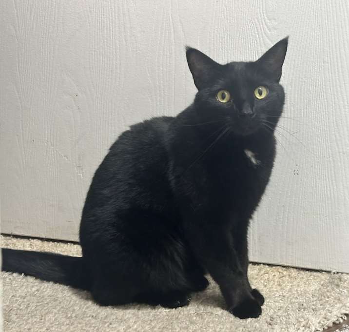 Photo of Willow
