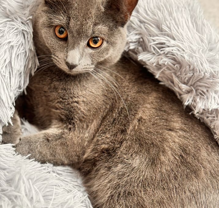 Photo of Coco
