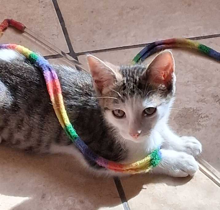 Photo of Kitten
