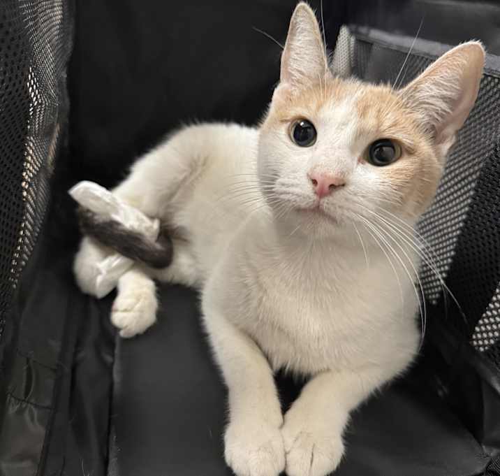 Photo of Missy