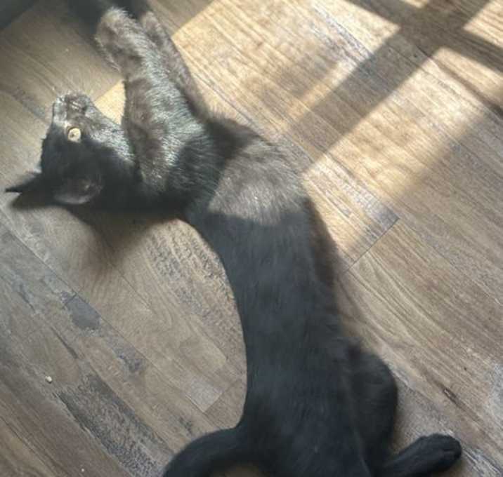 Photo of Sable Kitten