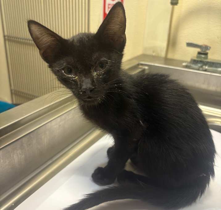 Photo of Rambo 