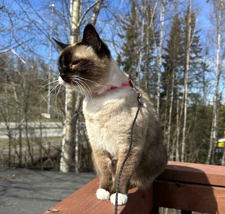 Photo of Nilla