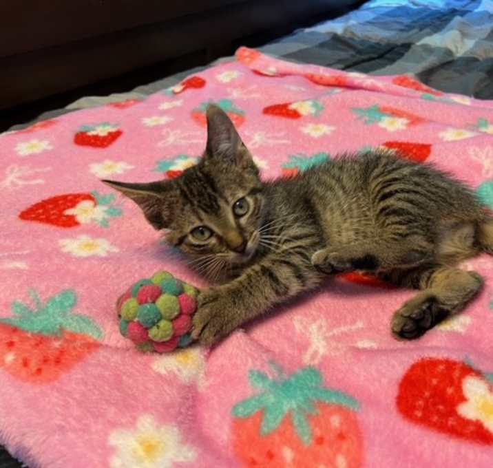 Photo of Ranger