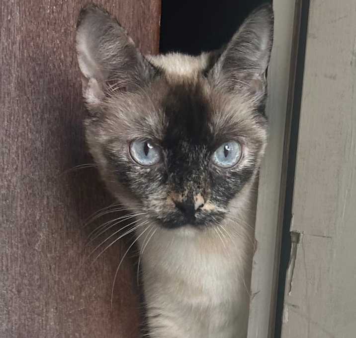 Photo of Birdie