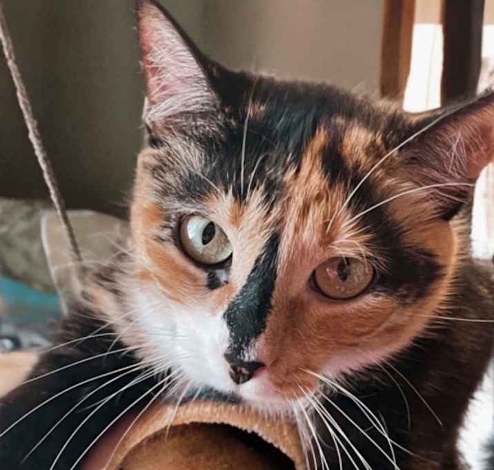 Photo of Marigold