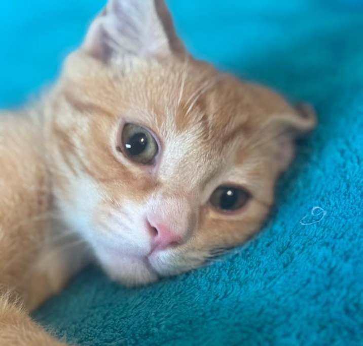Photo of Stumpy