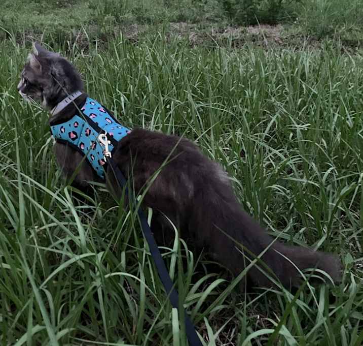 Photo of Jolene
