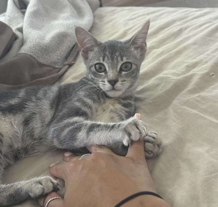 Photo of Violet