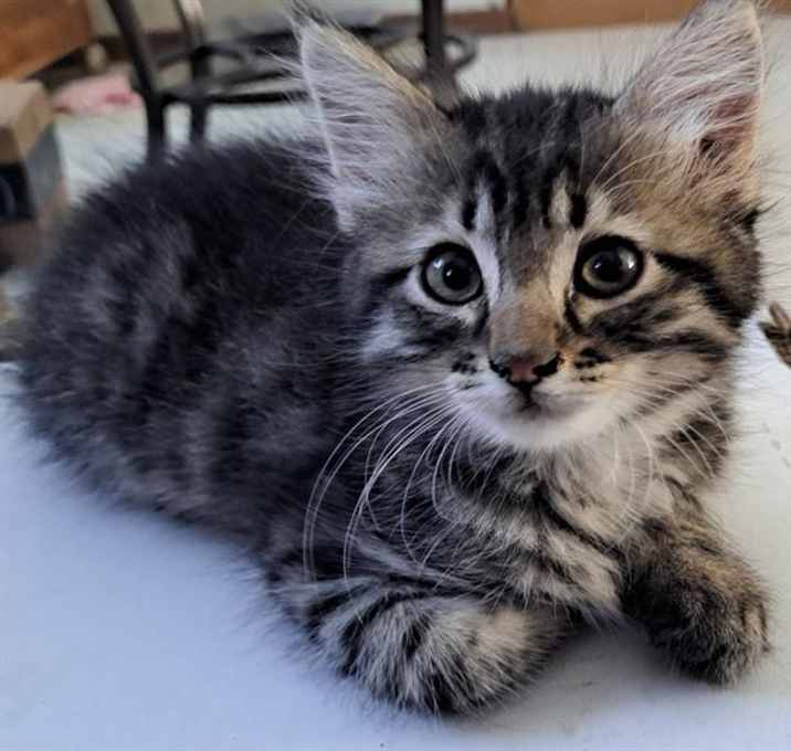 Photo of BLEU