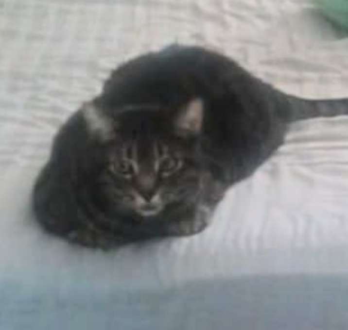 Photo of Cheeky