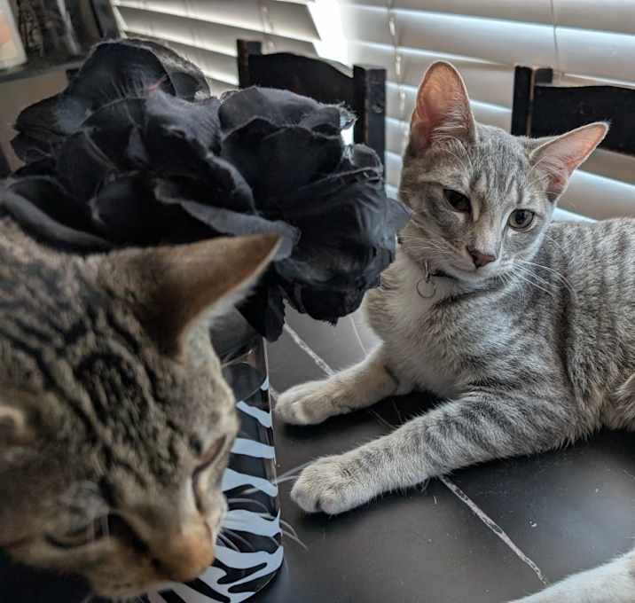 Photo of Pinky