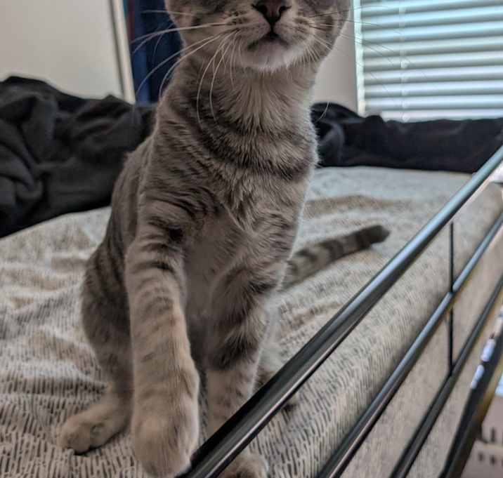 Photo of Fluffy